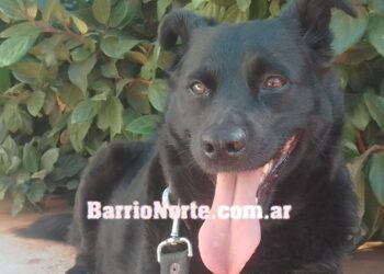 Cómo cuidar y fortalecer la salud de tu perro