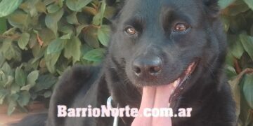 Cómo cuidar y fortalecer la salud de tu perro