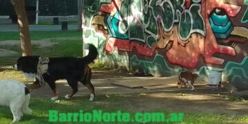 Llega una Nueva pastilla antienvejecimiento para perros en 2026