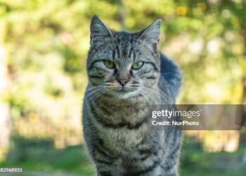 Egipto perdió una guerra por amor a los gatos