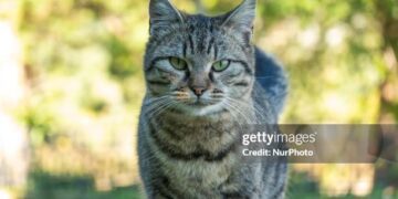 Egipto perdió una guerra por amor a los gatos