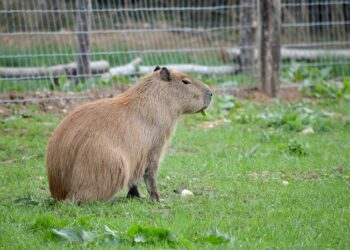 El tierno momento de juego entre un carpincho y un perro