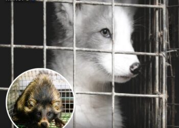 Alemania prohibió criar animales para usar su piel. Todas las granjas fueron cerradas