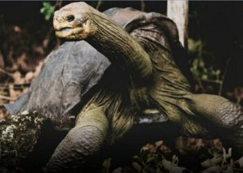 Falleció Gramma, la tortuga gigante de Galápagos