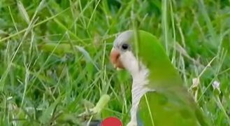 Uruguay autorizó envenenar loros catitas como medida de control