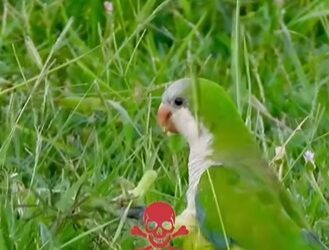 Uruguay autorizó envenenar loros catitas como medida de control