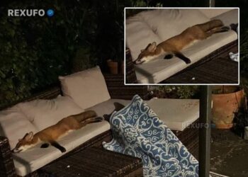 Una zorra fue encontrada durmiendo en el sofá de una casa como si fuera su propio hogar