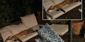 Una zorra fue encontrada durmiendo en el sofá de una casa como si fuera su propio hogar