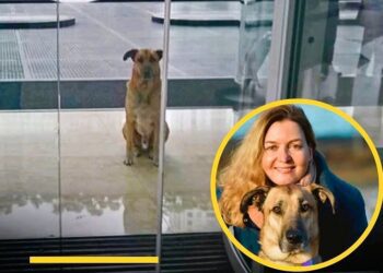 Una azafata alemana adoptó a un perro que la esperaba siempre en Argentina