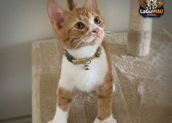 Oliver, el gatito con “pulgares” que ha sorprendido a todos