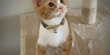 Oliver, el gatito con “pulgares” que ha sorprendido a todos