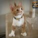 Oliver, el gatito con “pulgares” que ha sorprendido a todos