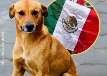 México reconoció al «perro caramelo» como raza nacional