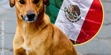 México reconoció al «perro caramelo» como raza nacional