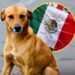 México reconoció al «perro caramelo» como raza nacional