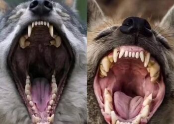 Estas son las diferencias entre los molares de un lobo y una hiena