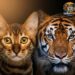 El tigre y el gato comparten el 95% de sus genes, según científicos