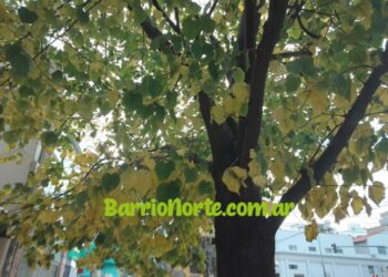 La deforestaciòn no sòlo elimina arboles: tambièn apaga las lluvias