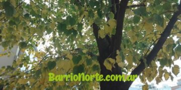 La deforestaciòn no sòlo elimina arboles: tambièn apaga las lluvias